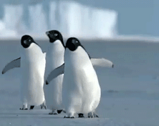 Pinguim Em Encrenca - Visual - Gamekafe